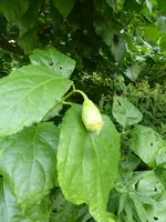 P1150679Honoki-Magnolie.webp