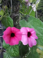 20250805_094547.webp