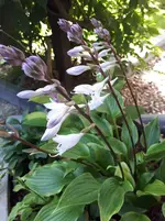 20250809_100344.webp