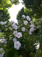 20250809_100257.webp
