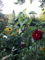 20250804_184655.webp