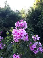 20250804_183858.webp
