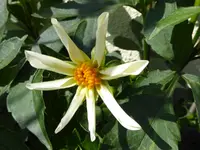 005.webp