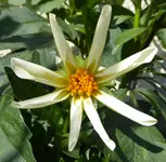 006.webp