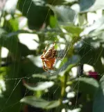 008.webp