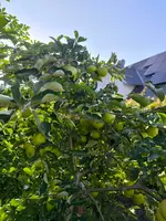 IMG_20250810_183426.webp