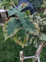 IMG_20250811_080407.webp