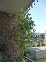 P1150701Feuerbohnen.webp