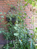 P1150702Gelbe Chinesische Coctailtomate.webp