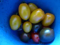 P1150710Ernte 9.8..webp
