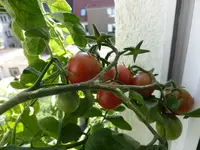 P1150696Anmore Tresures.webp