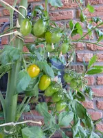 P1150704Gelbe Chinesische Coctailtomate.webp