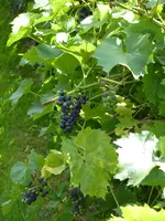 P1100850.webp