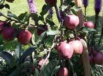 Apfel1.webp