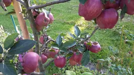 APFEL 3.webp