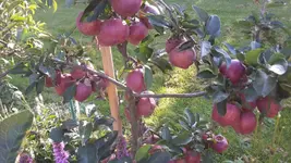 apfel4.webp