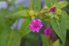 Mirabilis jalapa 1.webp