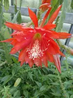 P1150599Blattkaktus Maienfreude.webp