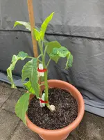Brugmansia-B 2025-06*02.webp
