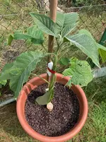 Brugmansia-B 2025-06-08*.webp
