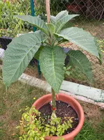 Brugmansia-B 2025-07-29*01.webp
