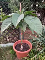 Brugmansia-B 2025-08-29*.webp