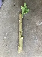 Brugmansia-Steckholz-B2*2025-06*.webp