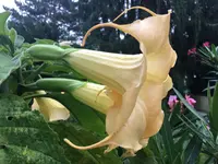 Brugmansia-A 2020-09*01.webp