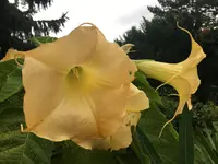 Brugmansia-A 2020-09*02.webp