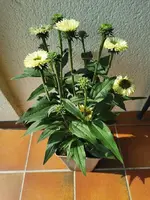 IMG_20250811_153426.webp