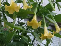 DSC05155.webp
