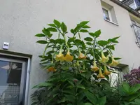 DSC05157.webp