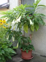 DSC05158.webp