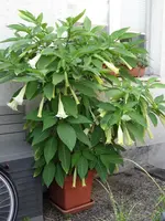 DSC05162.webp