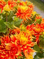 IMG_4712.webp