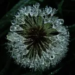 IMG_3119 v (2).webp