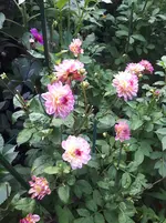 20250811_182138.webp