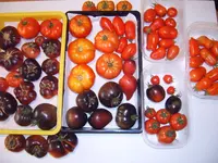 Tomaten 14.08 (1).webp
