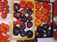 Tomaten 14.08 (2).webp
