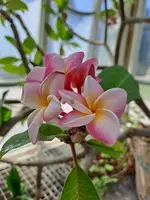 1000035770.webp