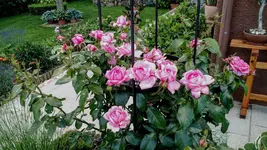 IMG_20180602_173155661.webp