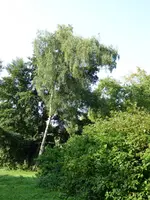 25.webp