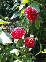 20250815_133025.webp