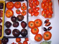 Ernte 16.08 (1).webp
