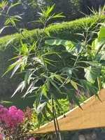 IMG_20250818_092152.webp