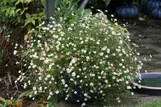 Spanisches Gänseblümchen0819.webp