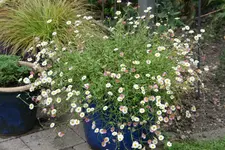 Spanisches Gänseblümchen  0621.webp