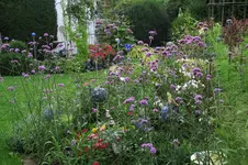 Verbena bonariensis   0424.webp