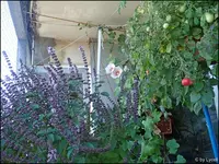 c012.webp