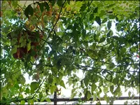 c013.webp